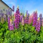 Möhtəşəm Lupin